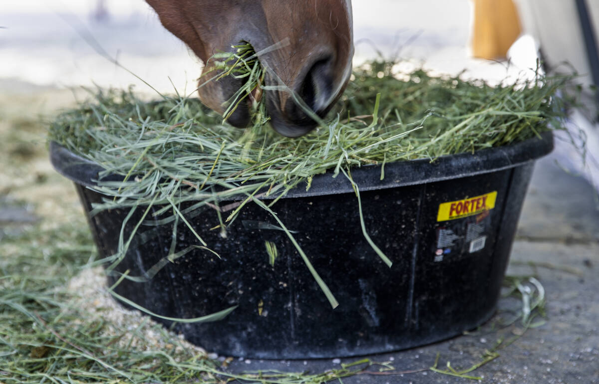 Annie the horse has a bite of hay to eat in her covered enclosure at Hearts Alive Village Horse ...
