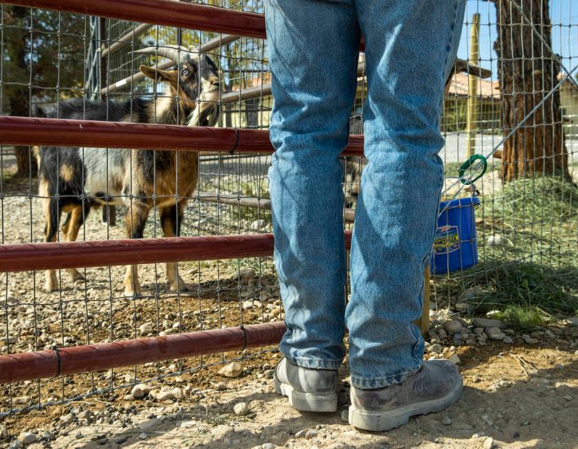 Rescue goat Whitaker looks to Tom McGarry pets on his way to visit the goats within their large ...