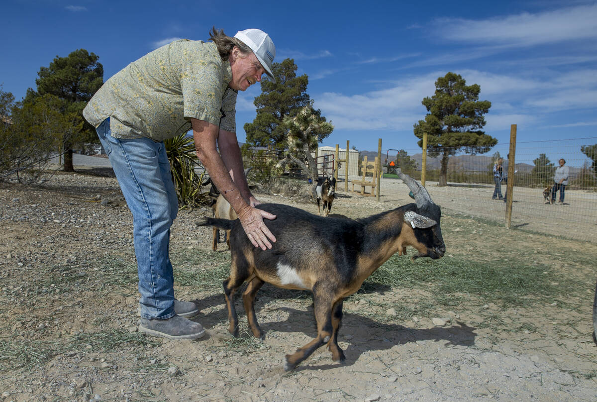 Tom McGarry pets rescue goat Ansel within their large enclosure at Hearts Alive Village Horse S ...