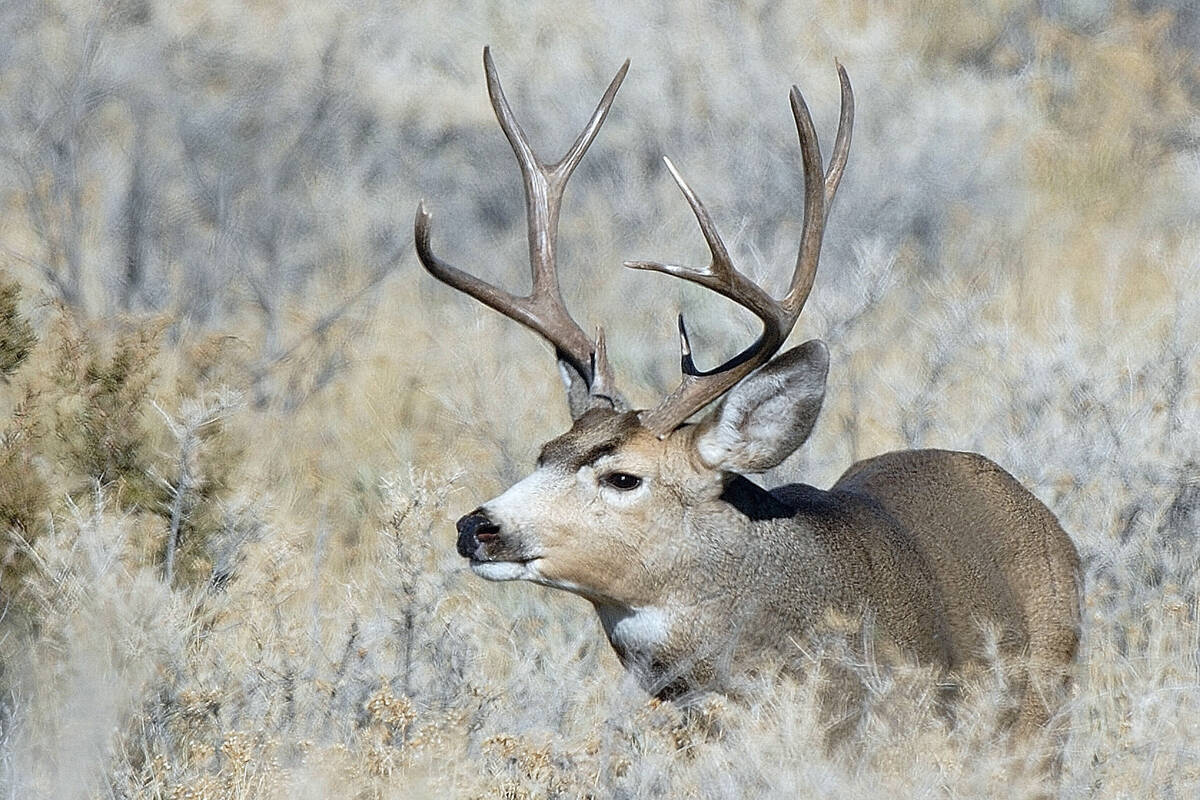 Mule deer migrate sooner and farther than many hunters might think. In some areas the animals a ...