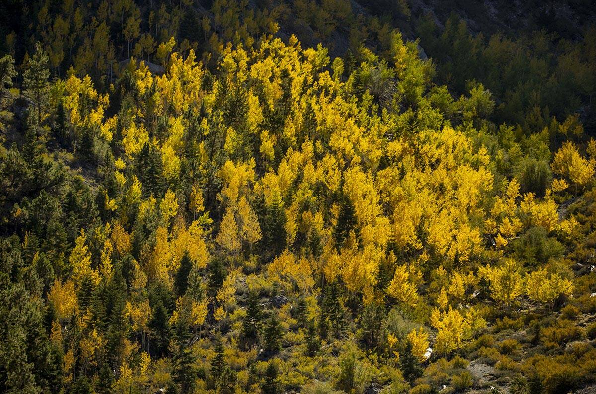 A large area of colorful Aspens are turning high on the cliffside in Kyle Canyon on the first d ...