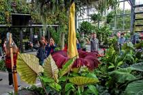 People get a look at the rare Amorphophallus titanum, better known as the corpse plant, at the ...