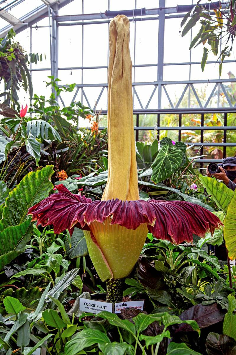 The rare Amorphophallus titanum, better known as the corpse plant, is seen after it bloomed at ...