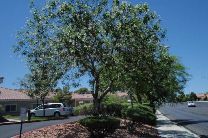 A chitalpa tree will grow to 30 feet tall when mature. (Bob Morris)