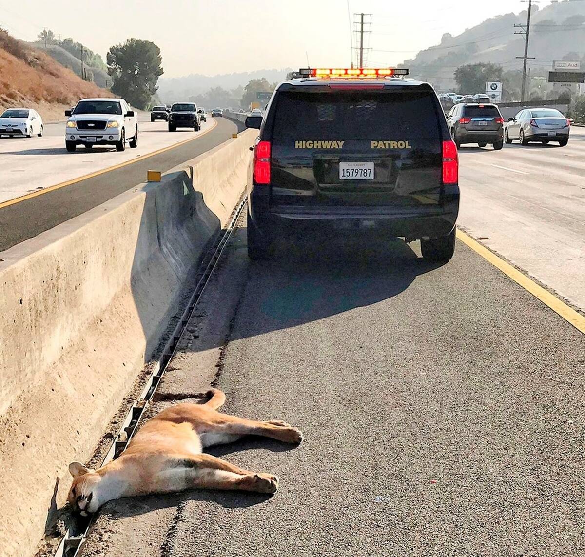 This photo shows a mountain lion found dead along Interstate 101 in Calabasas, Calif. (Californ ...