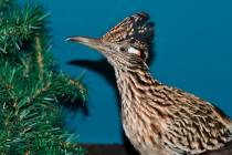 A roadrunner rests at Avian Haven, a bird rehab facility on Nov. 14, 2021 in Freedom, Maine. T ...