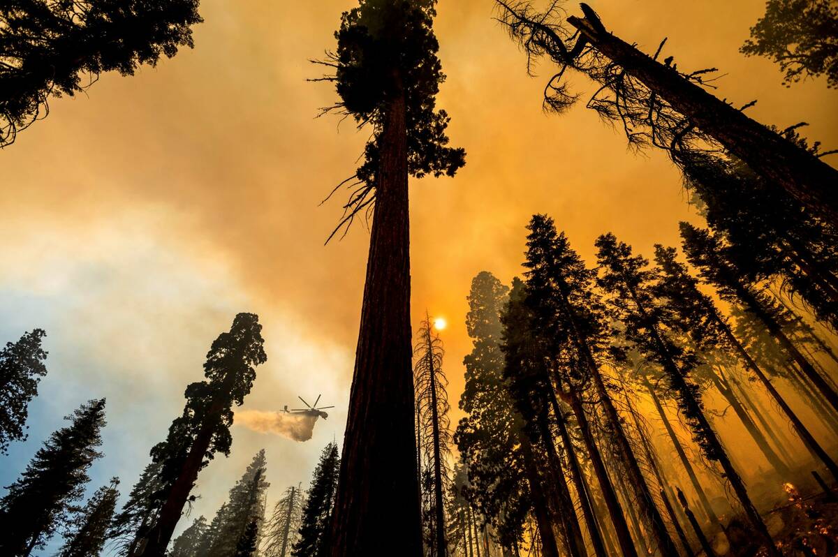 A helicopter drops water on the Windy Fire burning in the Trail of 100 Giants grove of Sequoia ...