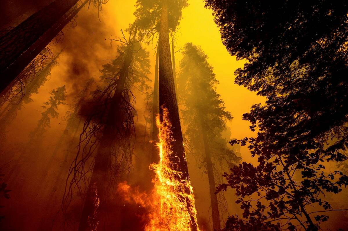 Flames burn up a tree as part of the Windy Fire in the Trail of 100 Giants grove in Sequoia Nat ...