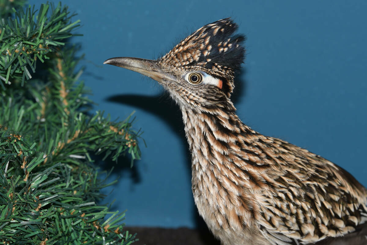 A roadrunner rests at Avian Haven, a bird rehab facility in Freedom, Maine, on Nov. 14, 2021. T ...