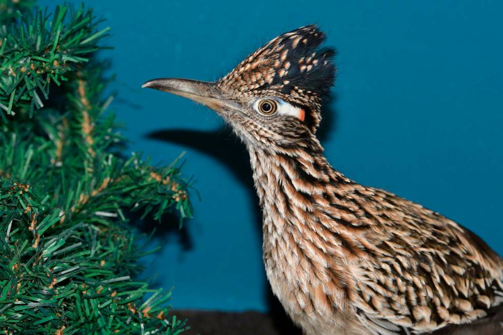 A roadrunner rests at Avian Haven, a bird rehab facility in Freedom, Maine, on Nov. 14, 2021. T ...