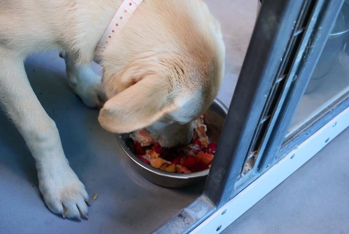 A dog chows down on a special Thanksgiving Day meal at The Animal Foundation in Las Vegas on Th ...