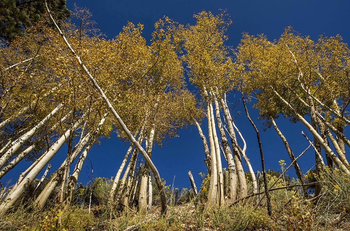 A large stand of Aspens turns color on the first day of fall near the Lee Canyon ski resort on ...