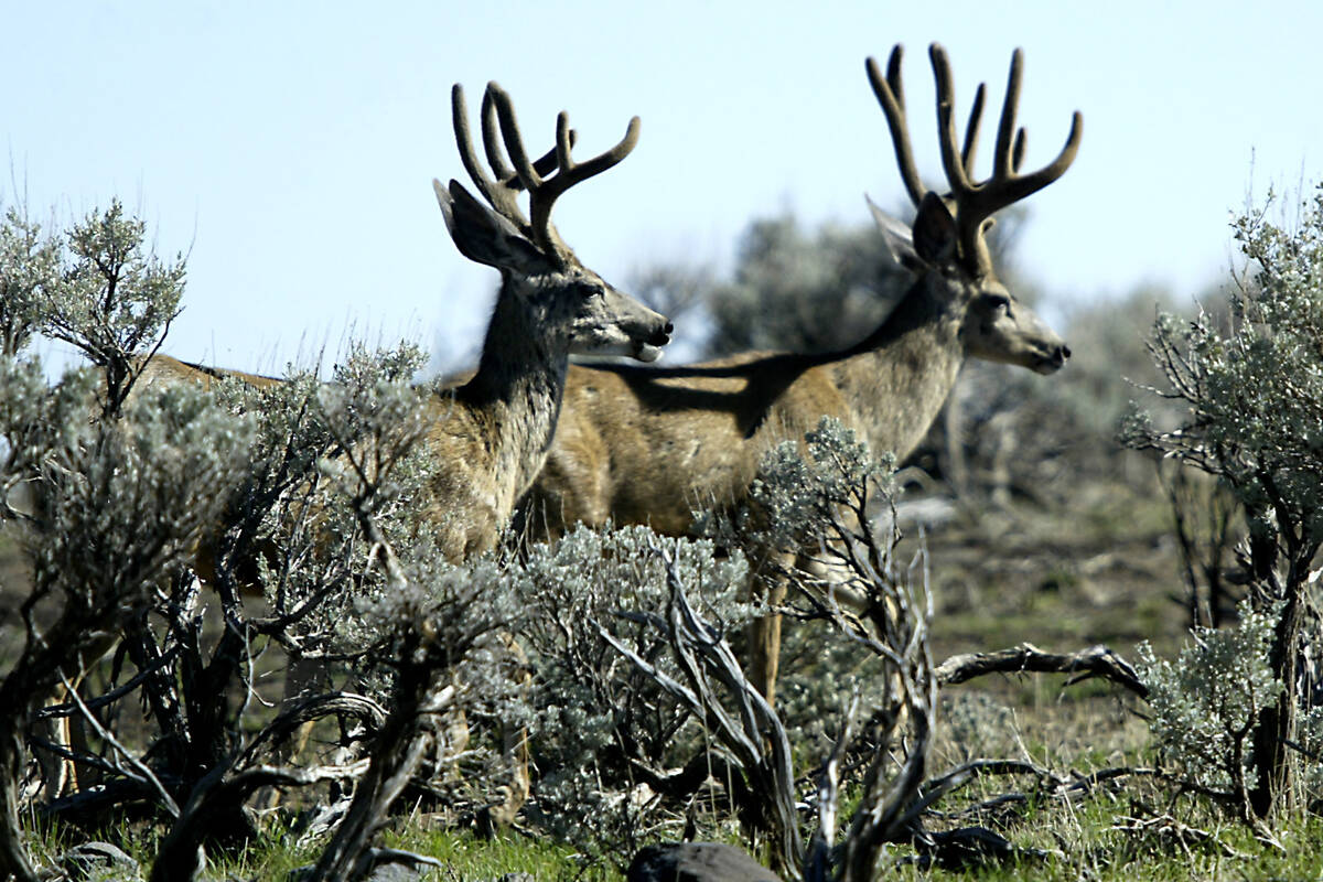 Two mule deer bucks stand amid sagebrush on a plateau southeast of St. George, Utah near the Ut ...