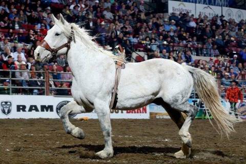 Powder River Rodeo’s Craig at Midnight, the 2016 Pro Rodeo Cowboys Association Bareback Horse ...