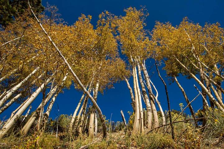 A large stand of Aspens turns color on the first day of fall near the Lee Canyon ski resort on ...