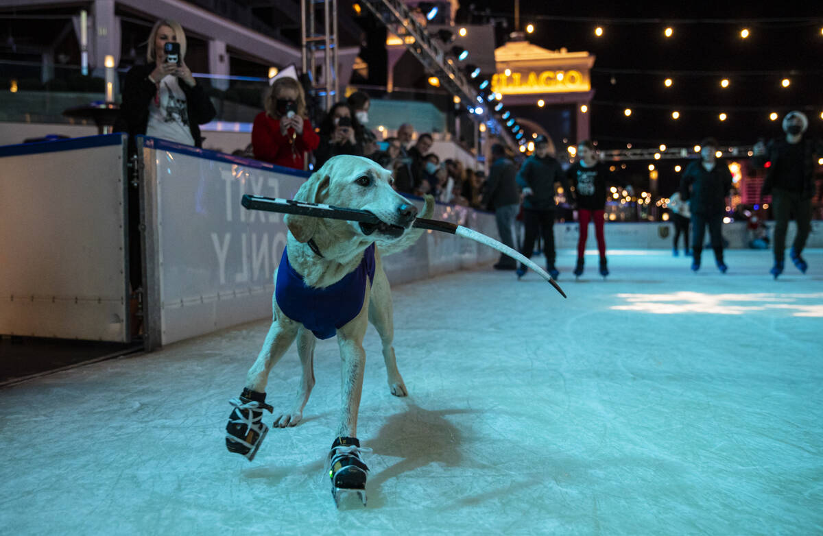 Benny, a Labrador retriever, skates at the ice rink at The Cosmopolitan of Las Vegas on Wednesd ...