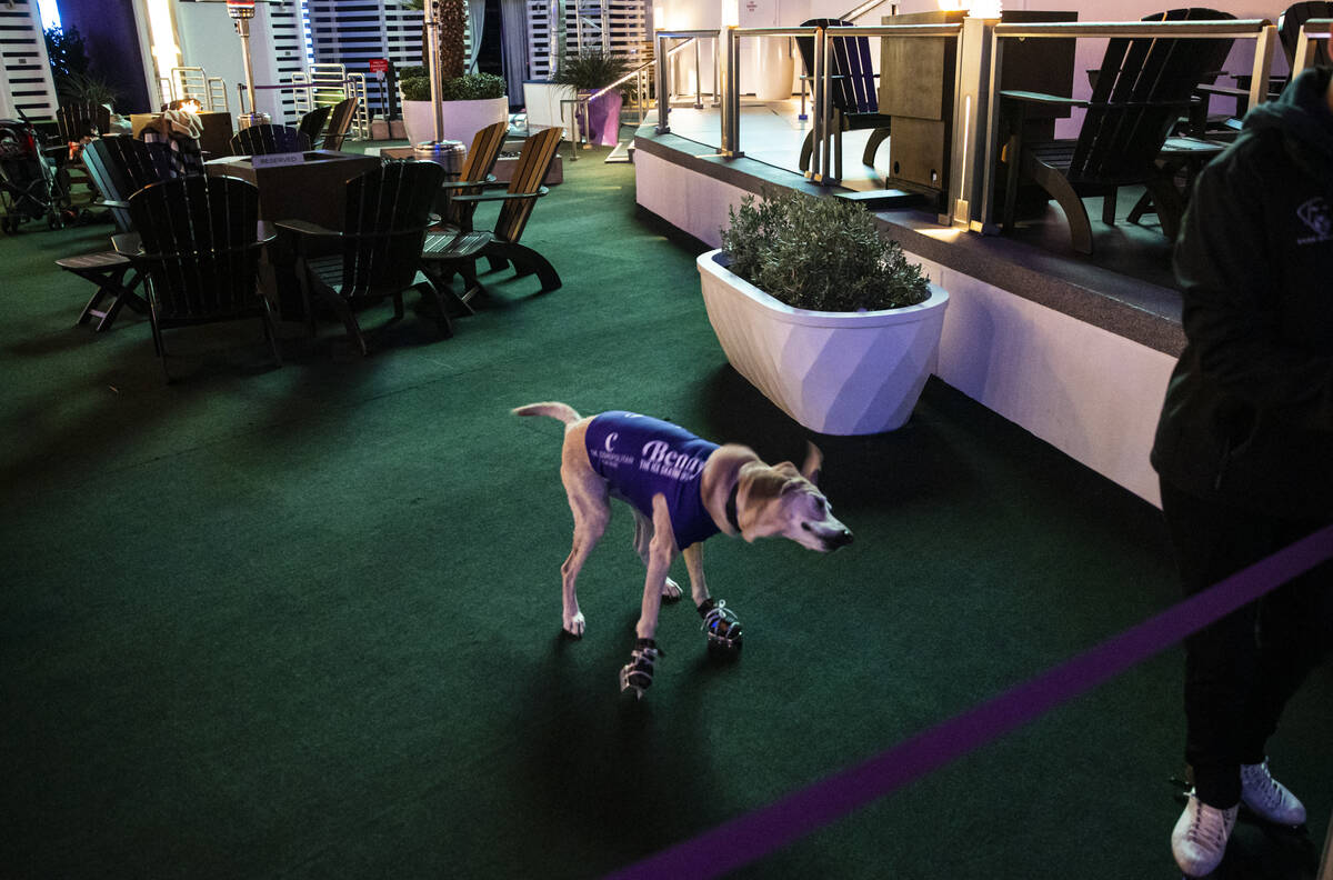 Benny, a Labrador retriever, prepares to skate at the ice rink at The Cosmopolitan of Las Vegas ...