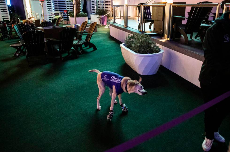 Benny, a Labrador retriever, prepares to skate at the ice rink at The Cosmopolitan of Las Vegas ...