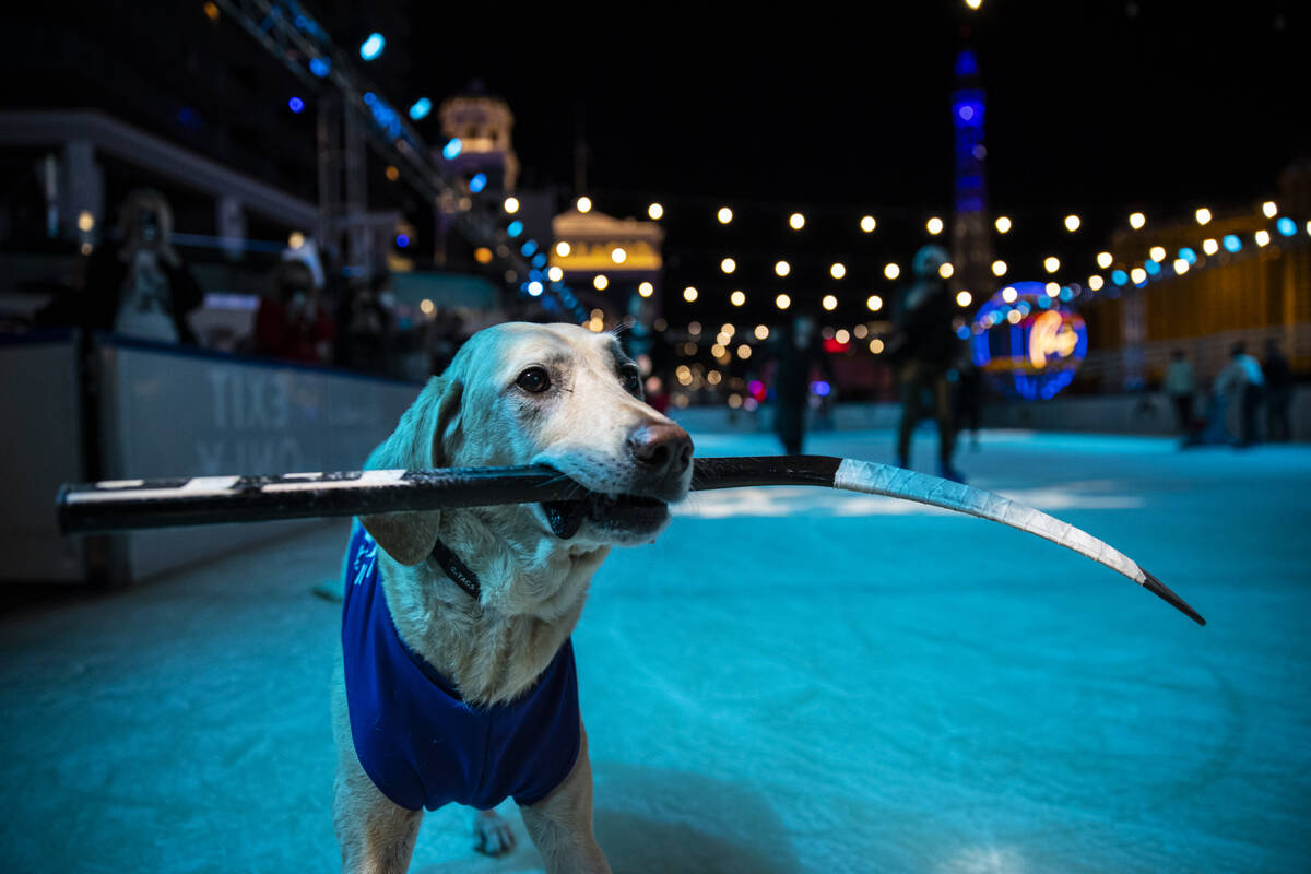 Benny, a Labrador retriever, skates at the ice rink at The Cosmopolitan of Las Vegas on Wednesd ...