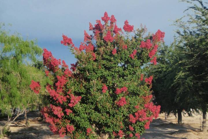 A crape myrtle tree needs regular irrigations and a spring fertilizer application plus EDDHA ir ...