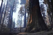 A giant sequoia, right, shows blackened scarring from the forest fire, seen during a media tour ...