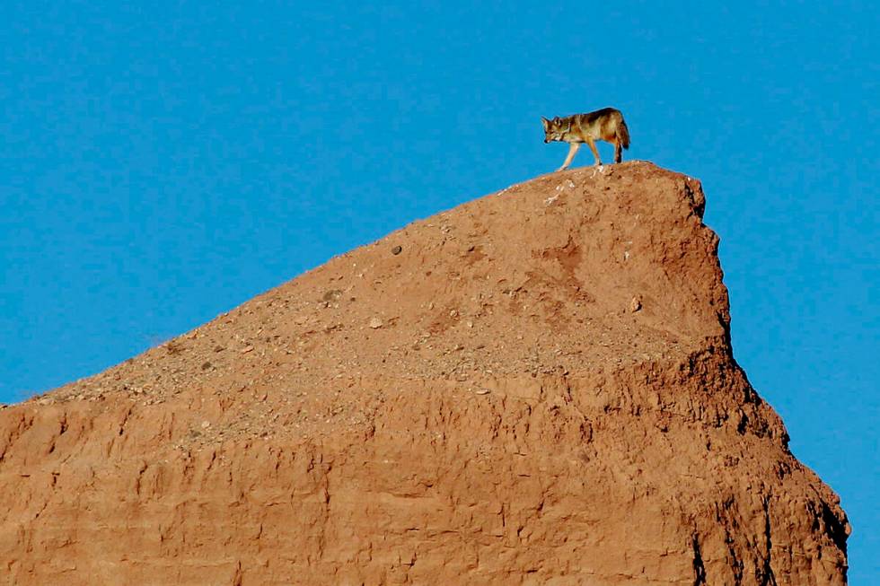 A coyote walks on a small ridge near the Overton Arm of Lake Mead at the Lake Mead National Rec ...