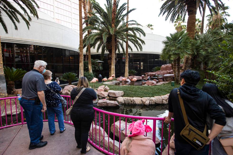 People check out the Flamingo Wildlife Habitat at the Flamingo in Las Vegas on Wednesday, Dec. ...