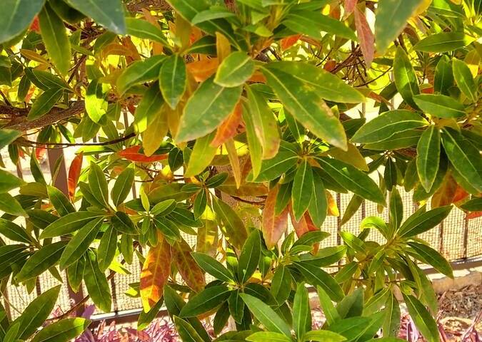 Japanese blueberry leaves turn red and drop from the limbs because they are damaged. (Bob Morris)