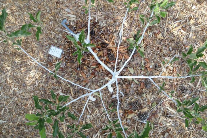 Scaffold limbs of this young fruit tree radiate from the trunk like spokes on a wheel. (Bob Morris)