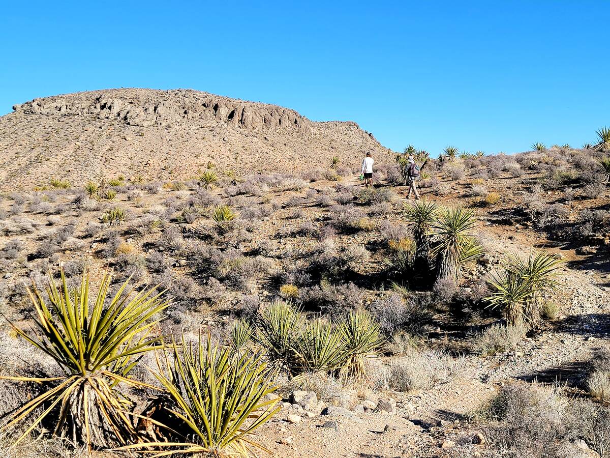 Hikers head up one of the few steep inclines on the mostly flat trails fanning out from the Lat ...
