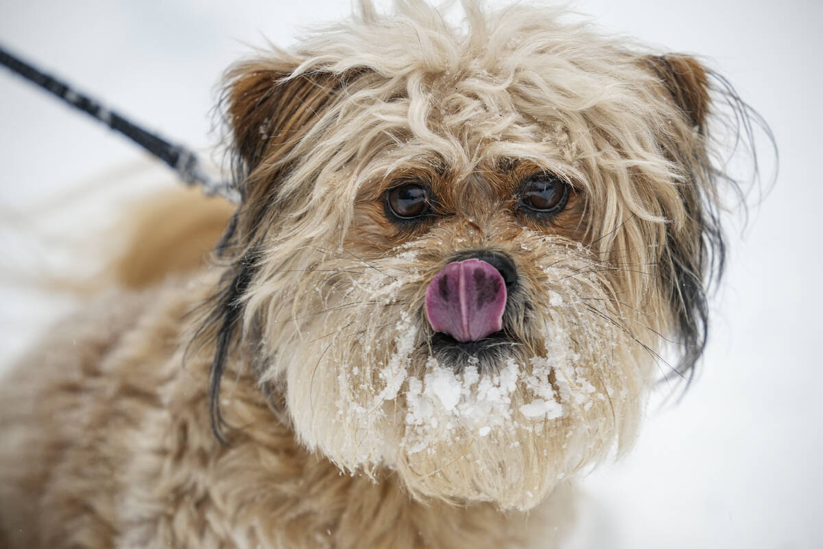 Winston, a dog owned by Paul Bossert, licks snow from his nose after racing around in the snow ...
