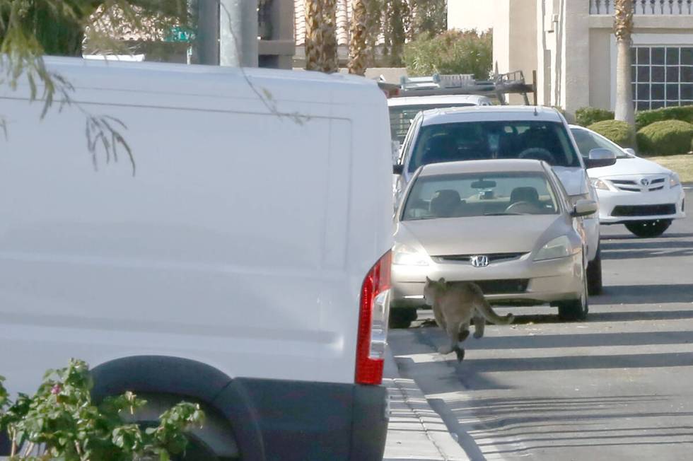 A mountain lion runs down the residential street of West Ivory Beach Drive in Las Vegas after j ...