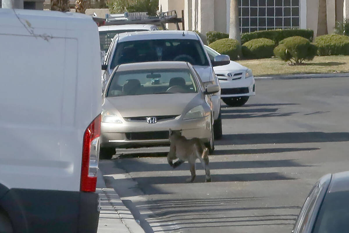 A mountain lion runs down the residential street of West Ivory Beach Drive in Las Vegas after j ...