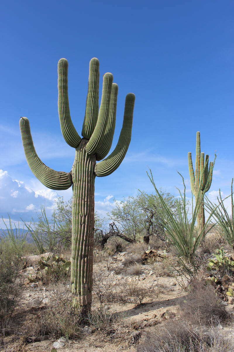 It may take 50-100 years for a saguaro to grow its first arm. (Deborah Wall)