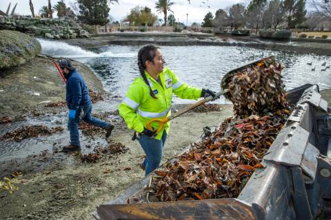 Stephanie Valdez, right, and Luis Portillo with the City of North Las Vegas shovel out leaves a ...