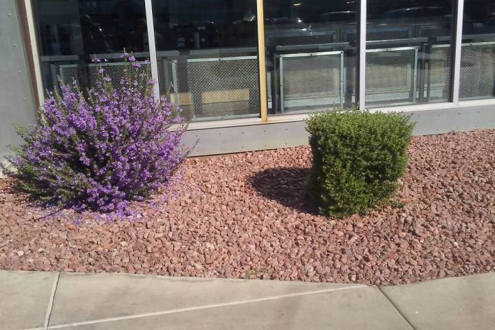 The Texas ranger on the right has been sheared into a gumball, while the other shrub as been a ...