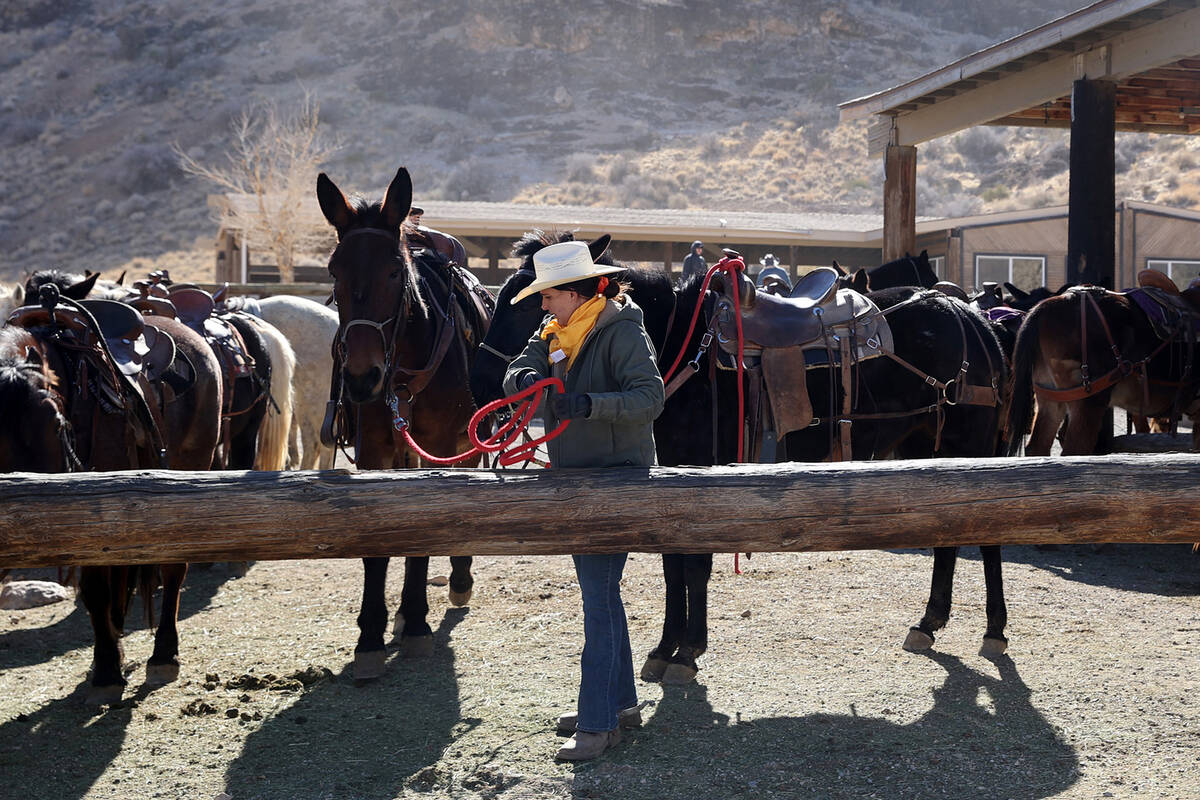 Wrangler Aly Schmalz works with horses and mules at Cowboy Trail Rides in Red Rock Canyon Tuesd ...