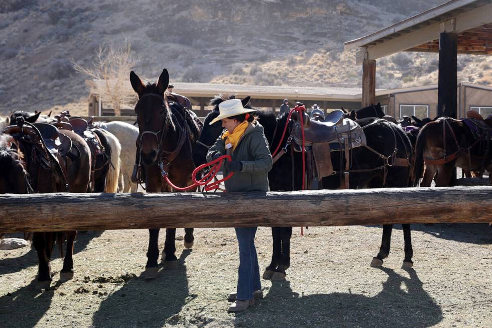 Wrangler Aly Schmalz works with horses and mules at Cowboy Trail Rides in Red Rock Canyon Tuesd ...