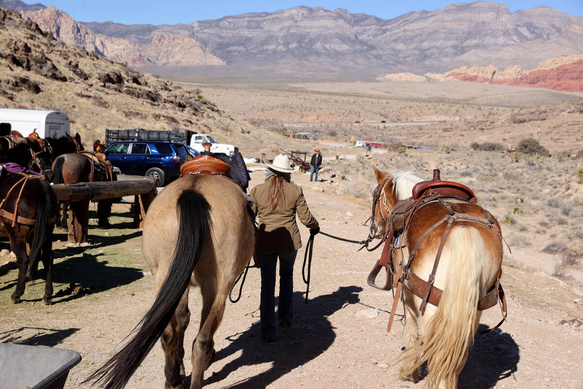 Wrangler Kellie Yager works with horses and mules at Cowboy Trail Rides in Red Rock Canyon Tues ...