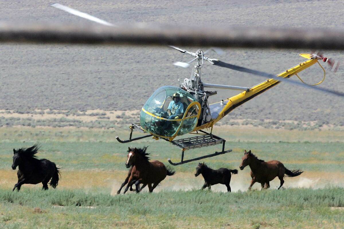 FILE - A livestock helicopter pilot rounds up wild horses from the Fox & Lake Herd Management A ...