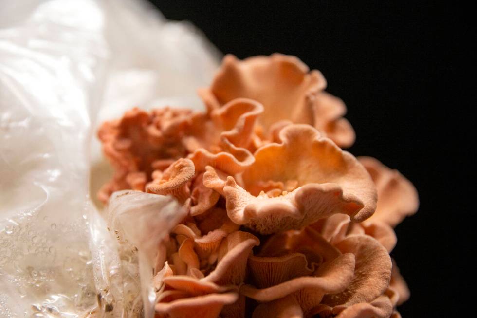 Pink oyster mushrooms are ready to be harvested at Desert Moon Mushrooms indoor farm on Thursda ...