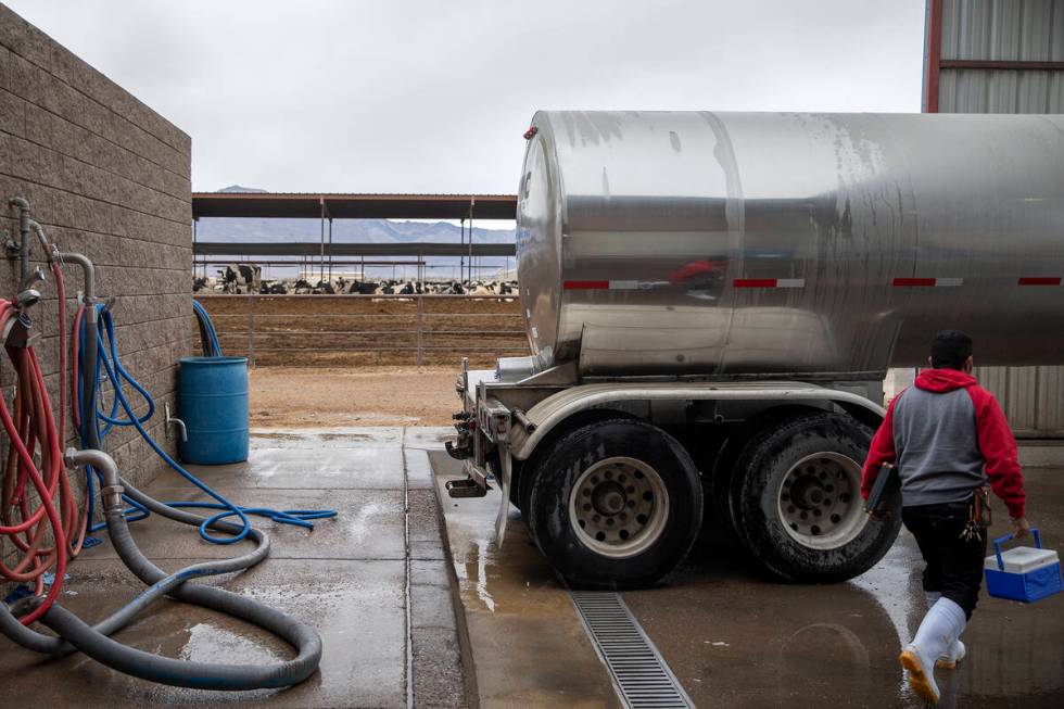 Milk trucks are ready to deliver milk at Ponderosa Dairies on Tuesday, Dec. 7, 2021, in Amargos ...