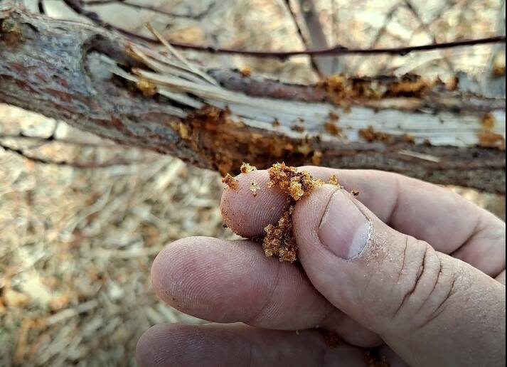 Borers will attack the upper surfaces of fruit trees like peach and nectarine that are exposed ...