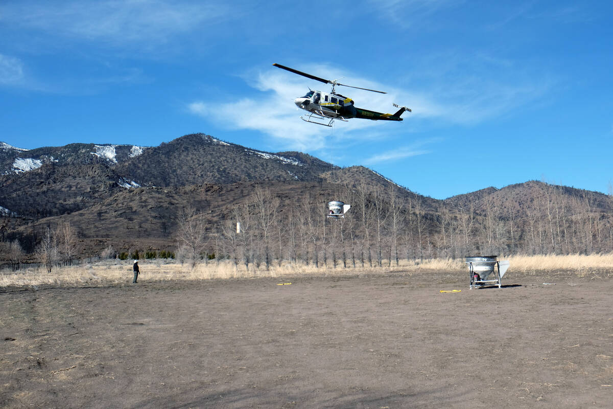A helicopter lands after dropping seed on areas scorched by last summer's Tamarack Fire in Doug ...