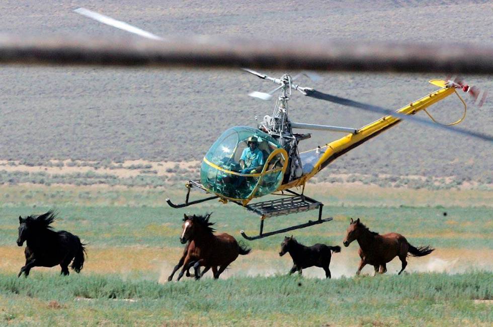 FILE - A livestock helicopter pilot rounds up wild horses from the Fox & Lake Herd Management A ...