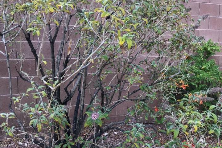 The woolly butterfly bush is a better choice than this more popular nonnative butterfly bush si ...