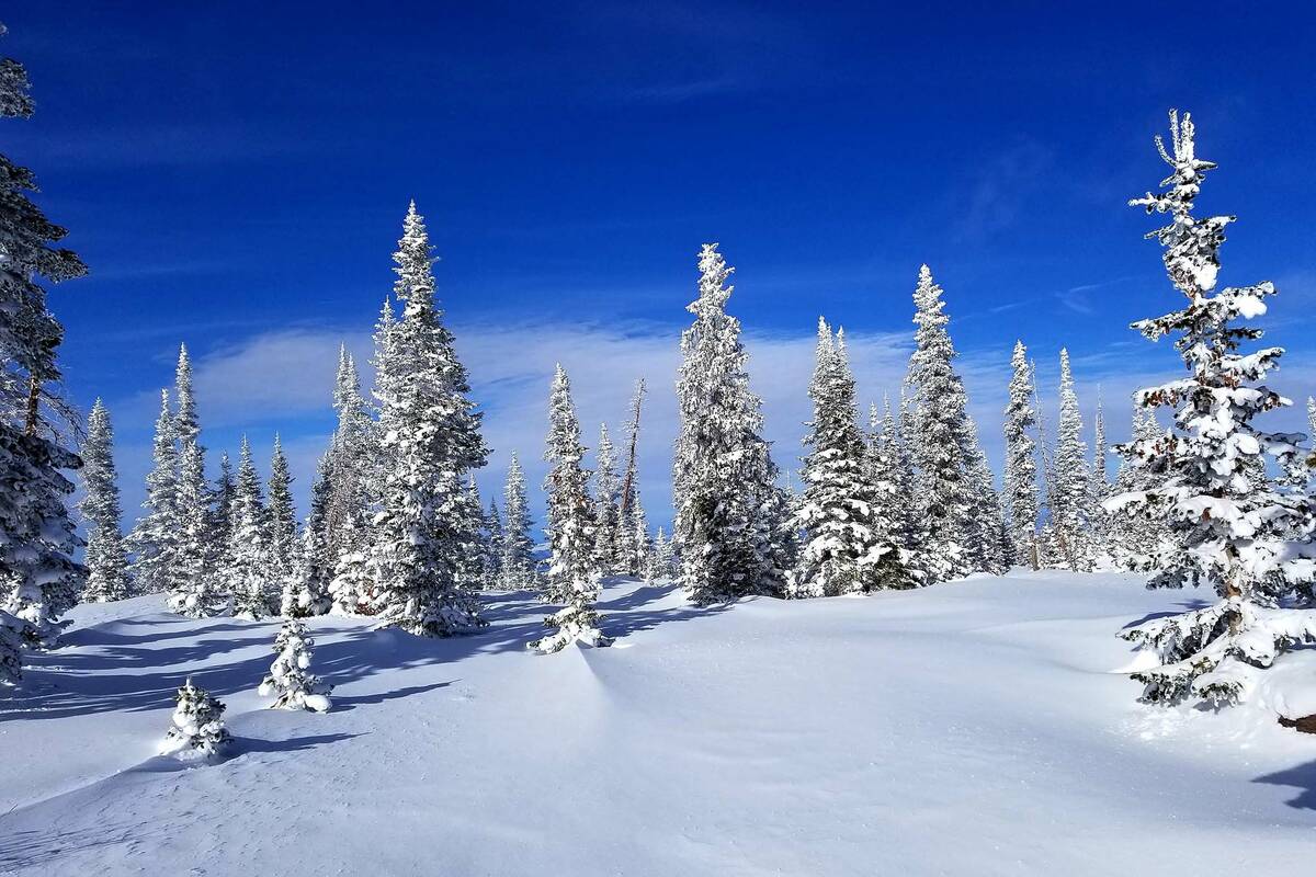 Stately evergreen trees add splendor to the winter scenery on Brian Head's slopes. (Natalie Burt)