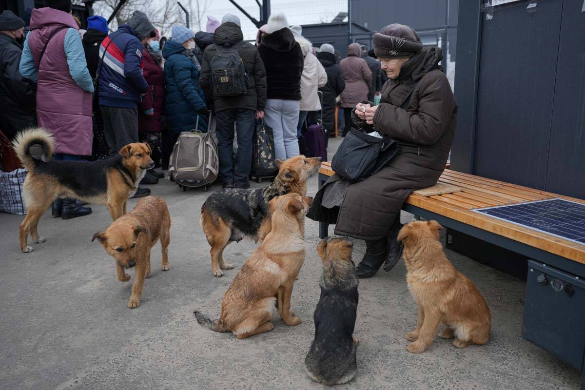 Dogs look at an elderly woman who shared food with them while waiting to cross from Ukrainian g ...