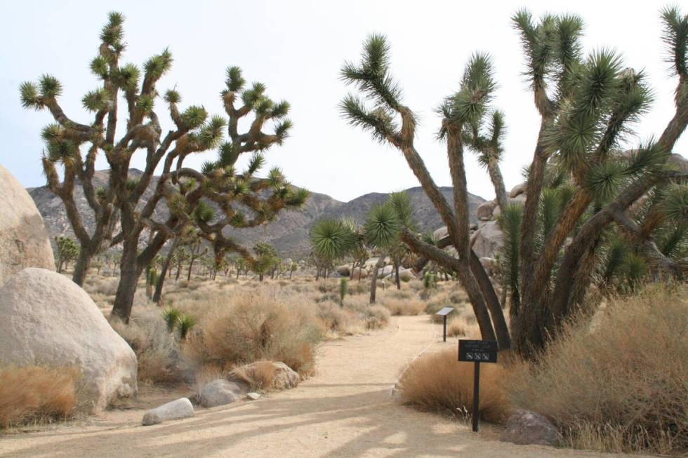 Cap Rock Nature Trail is a, easy 0.4 mile-loop which travels through a Joshua tree woodland wit ...