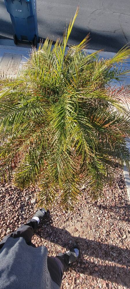 Pygmy date palm with brown fronds in the winter.